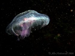 Space jelly... caught some scatter on this but left it in... by Alex Tattersall 
